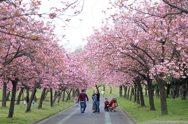 桜並木