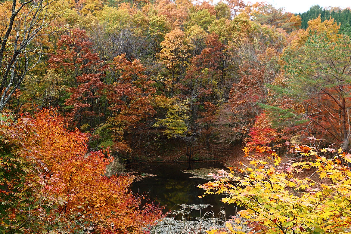 色とりどりの紅葉の木々