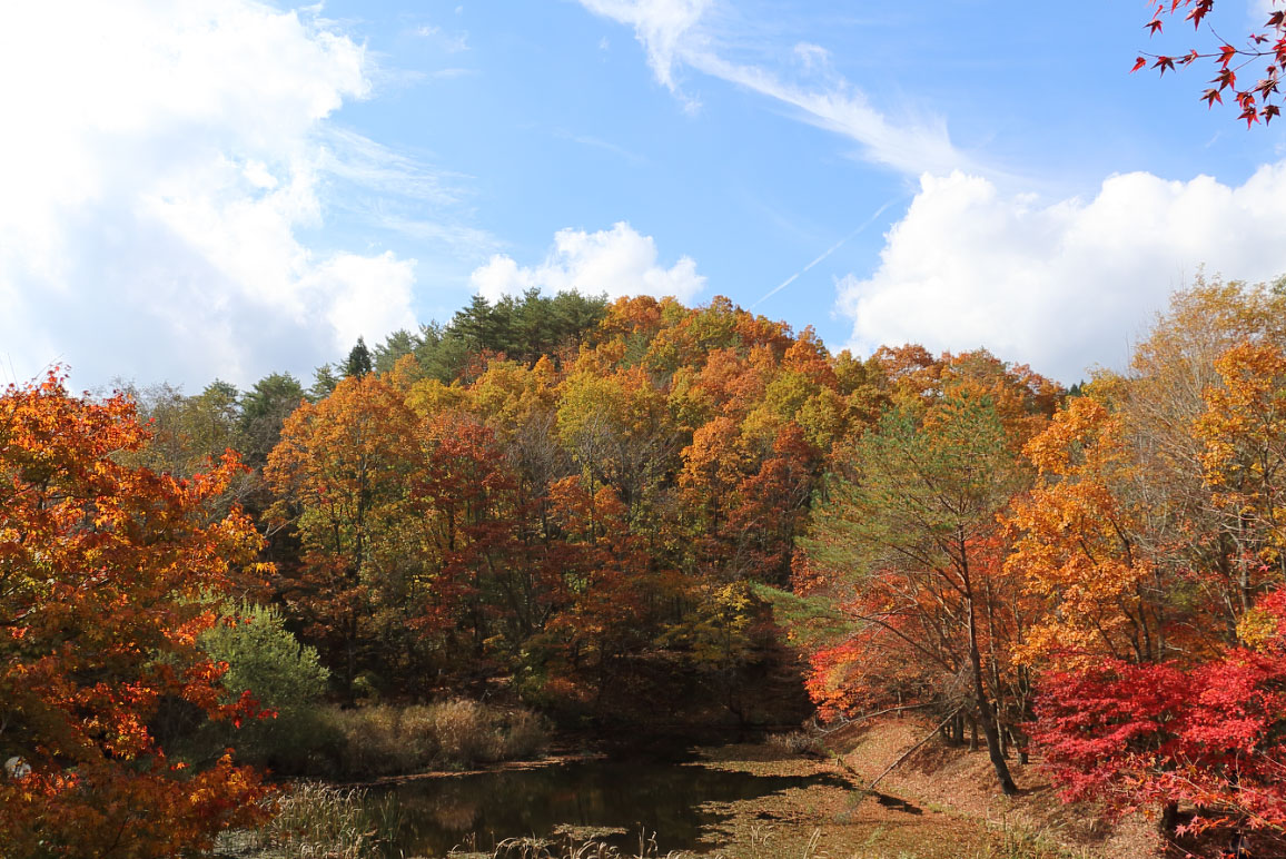 秋の空と紅葉