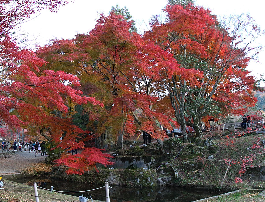 見ごろを迎えた紅葉