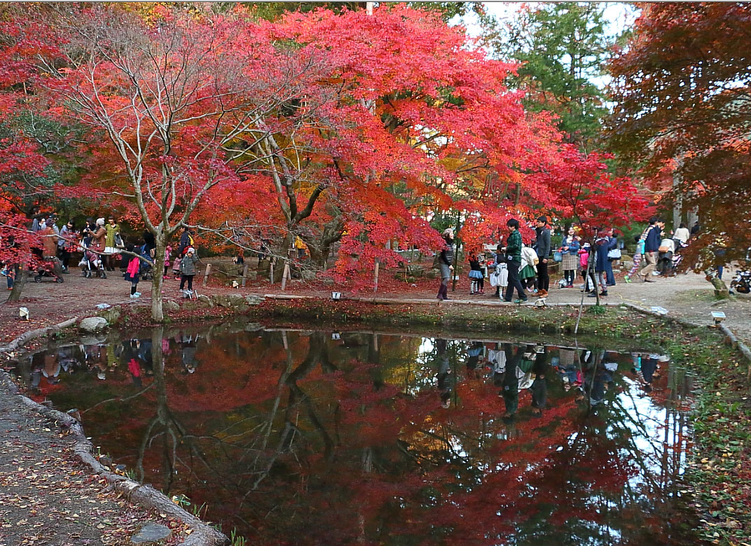 澄んだ池に写りこむ公園の紅葉