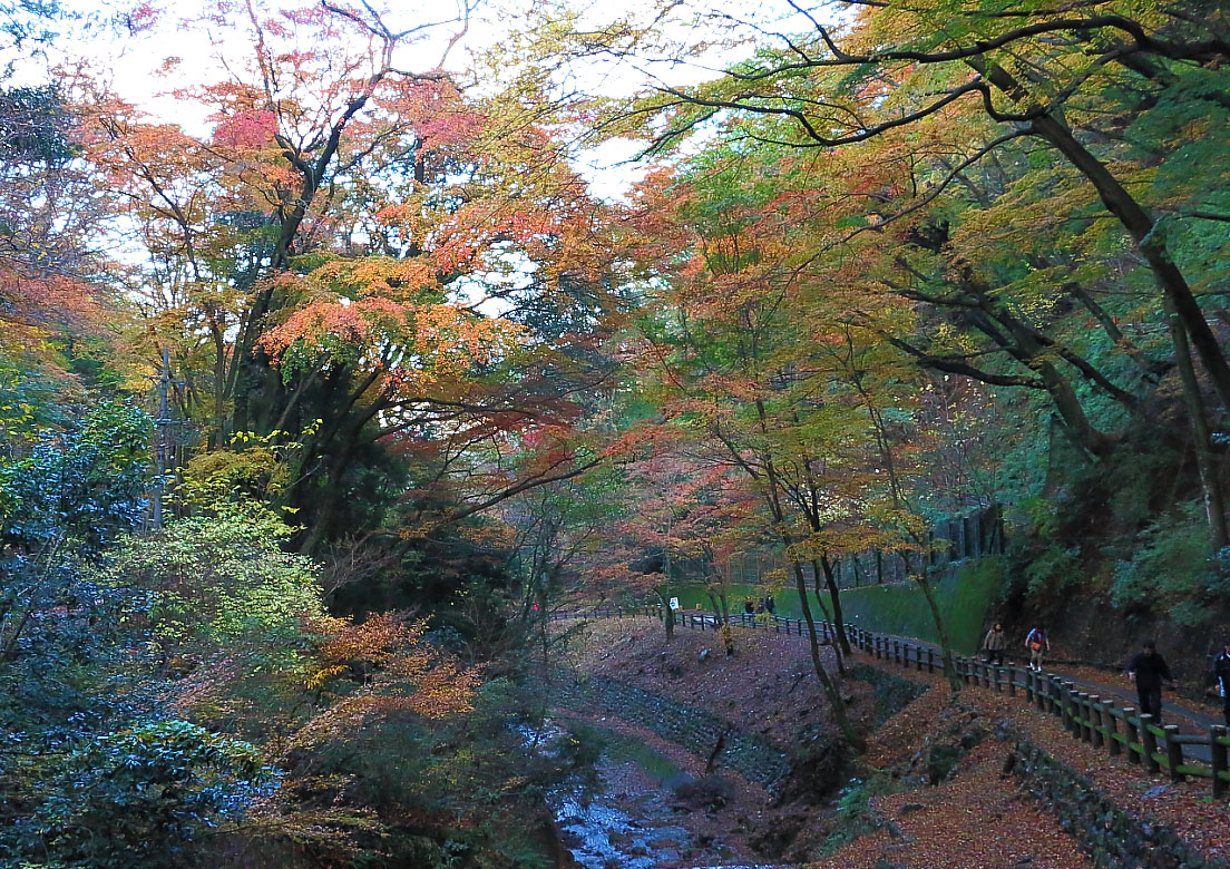 万代橋からの紅葉の眺め