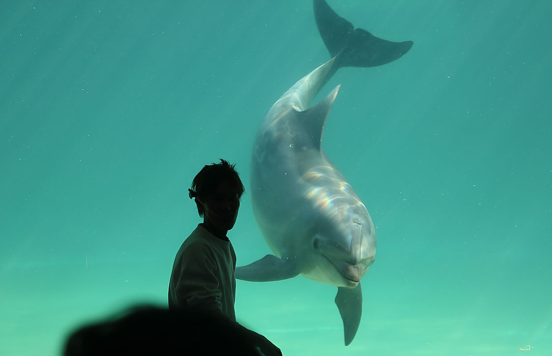 イルカの水中ショー