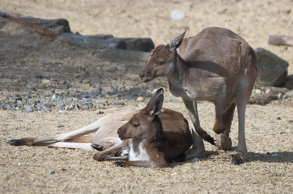 カンガルー