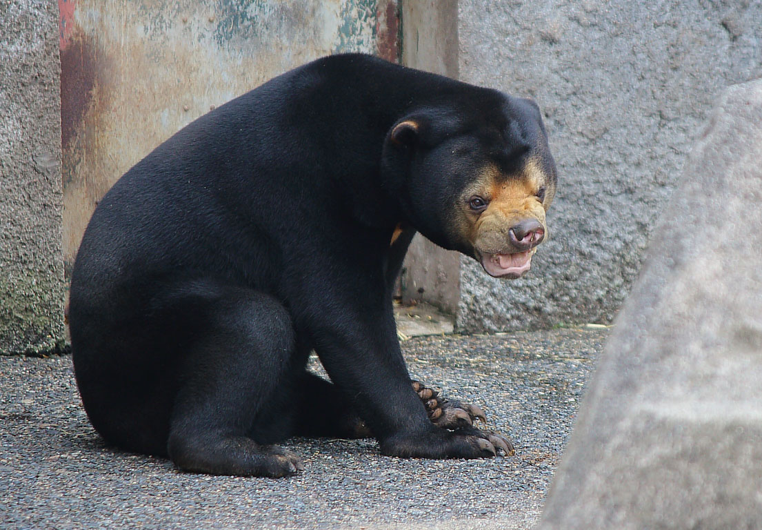 マレーグマ