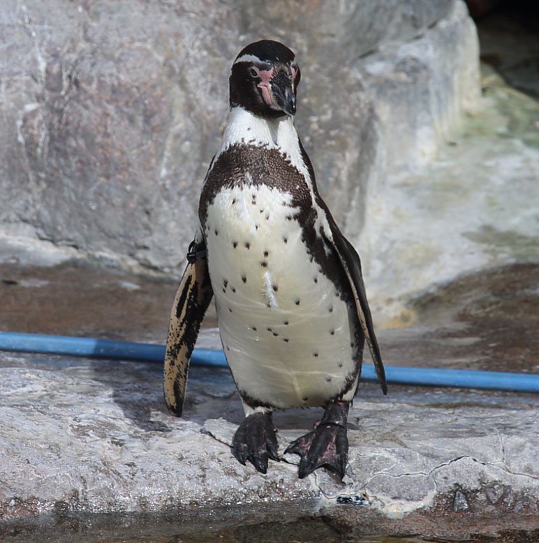 フンボルトペンギン