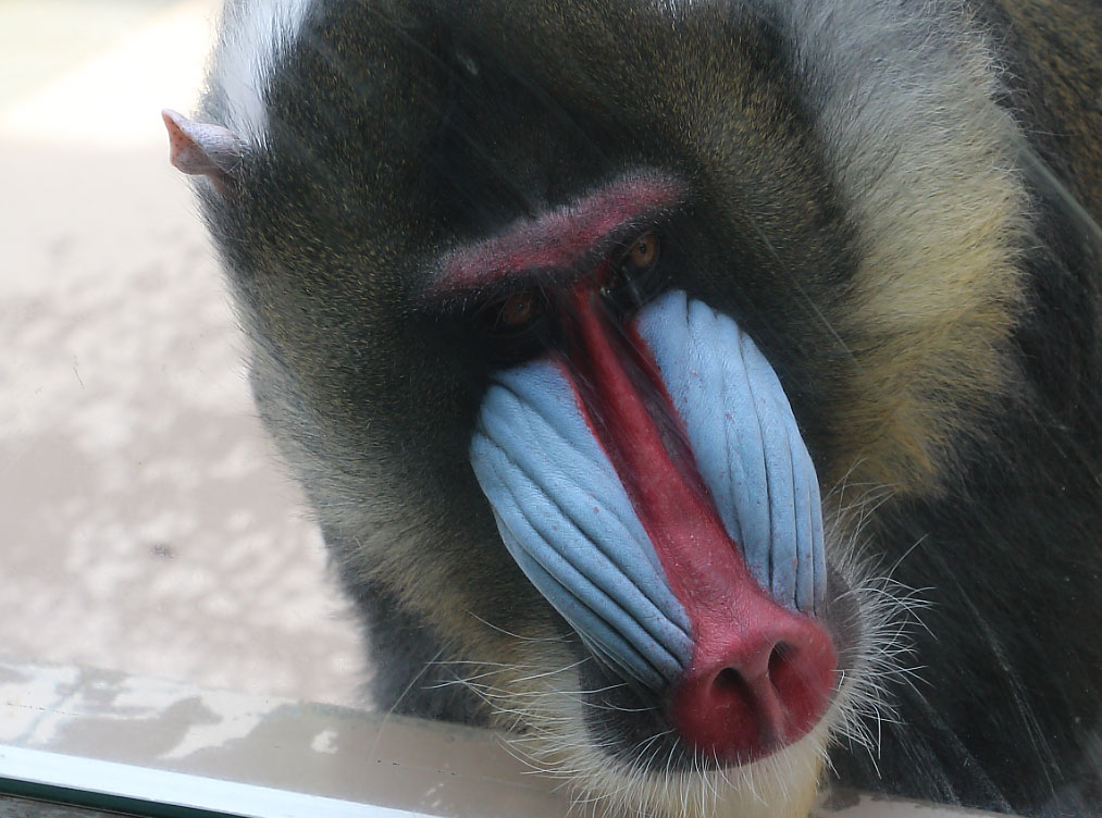 マンドリル