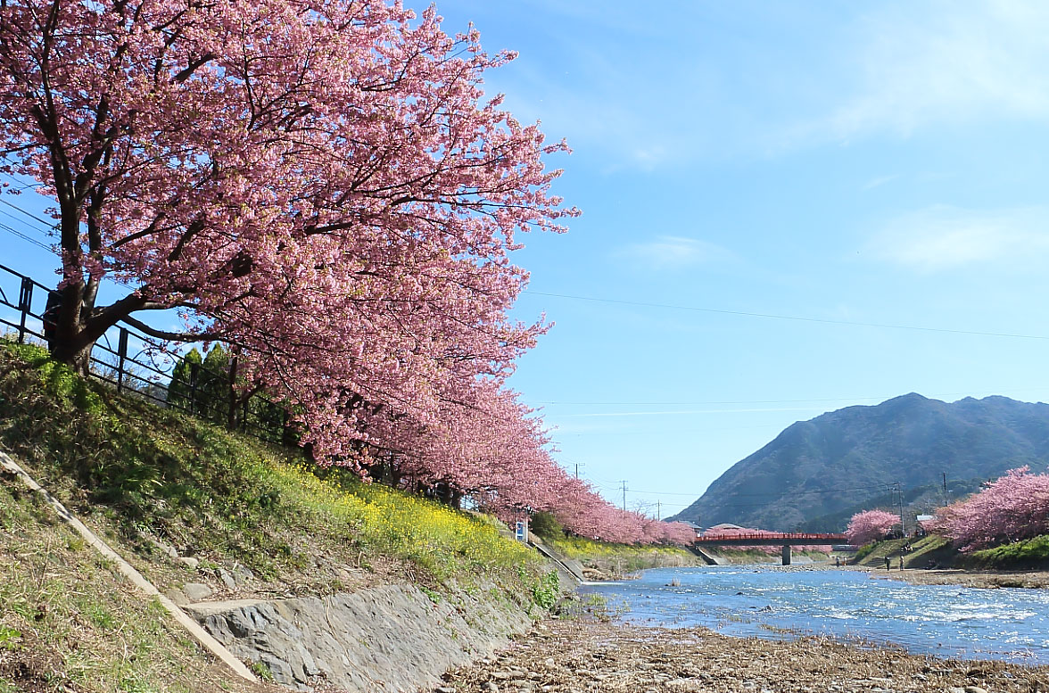 河津川河川敷からの菜の花と河津桜