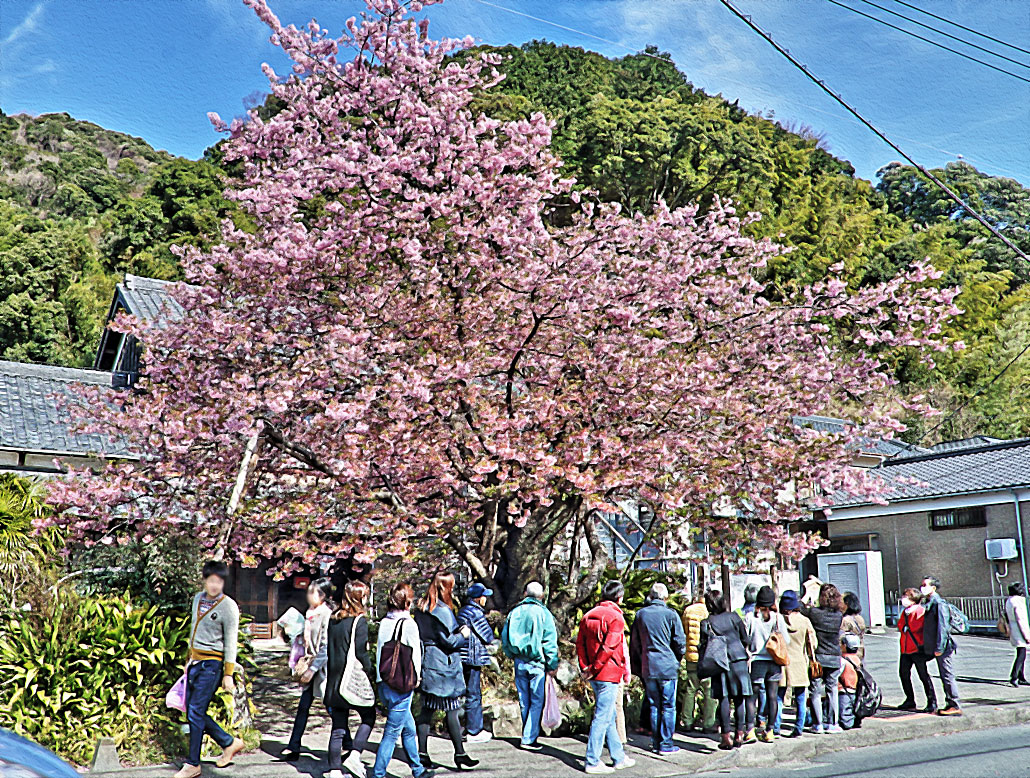 河津桜原木