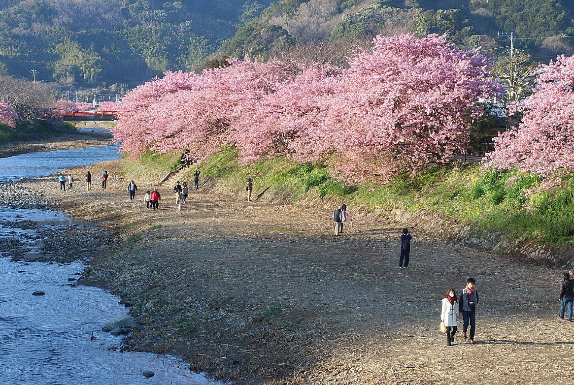 来宮橋から撮影した河津桜