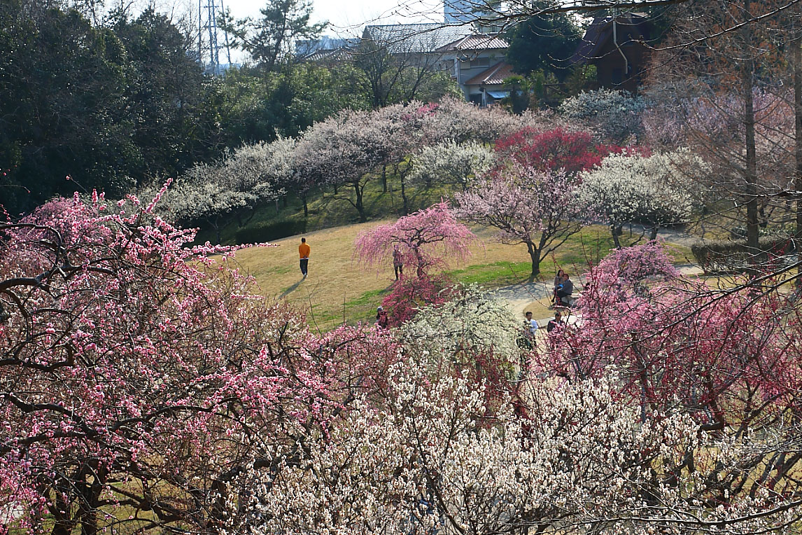 高台から見た梅林公園