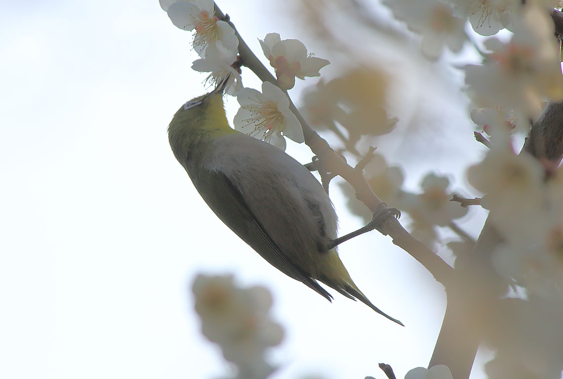 花の蜜を吸うメジロ