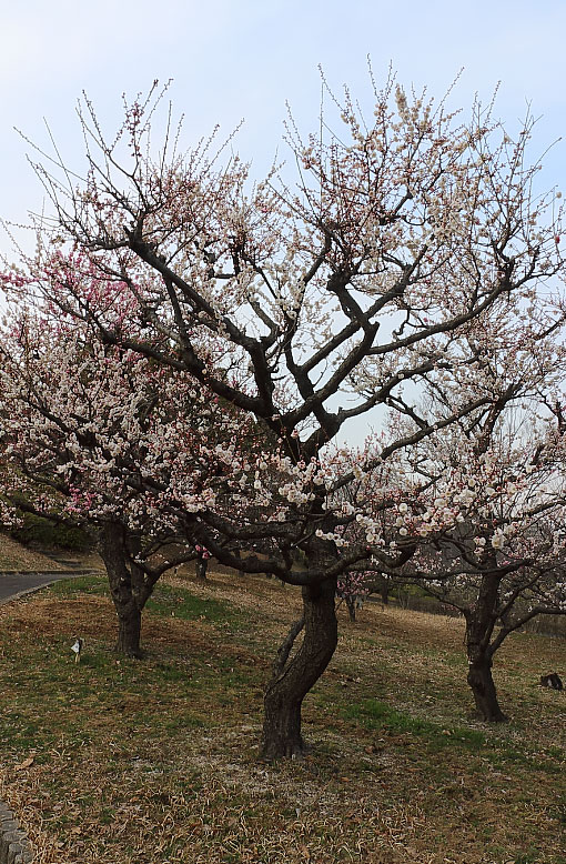 梅の花