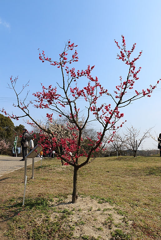 紅ちどり