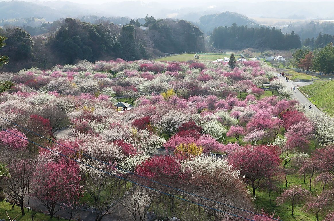 いなべ梅まつりの全景