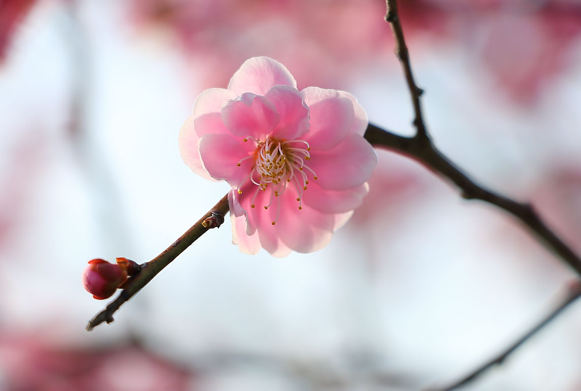 ピンク色の梅の花