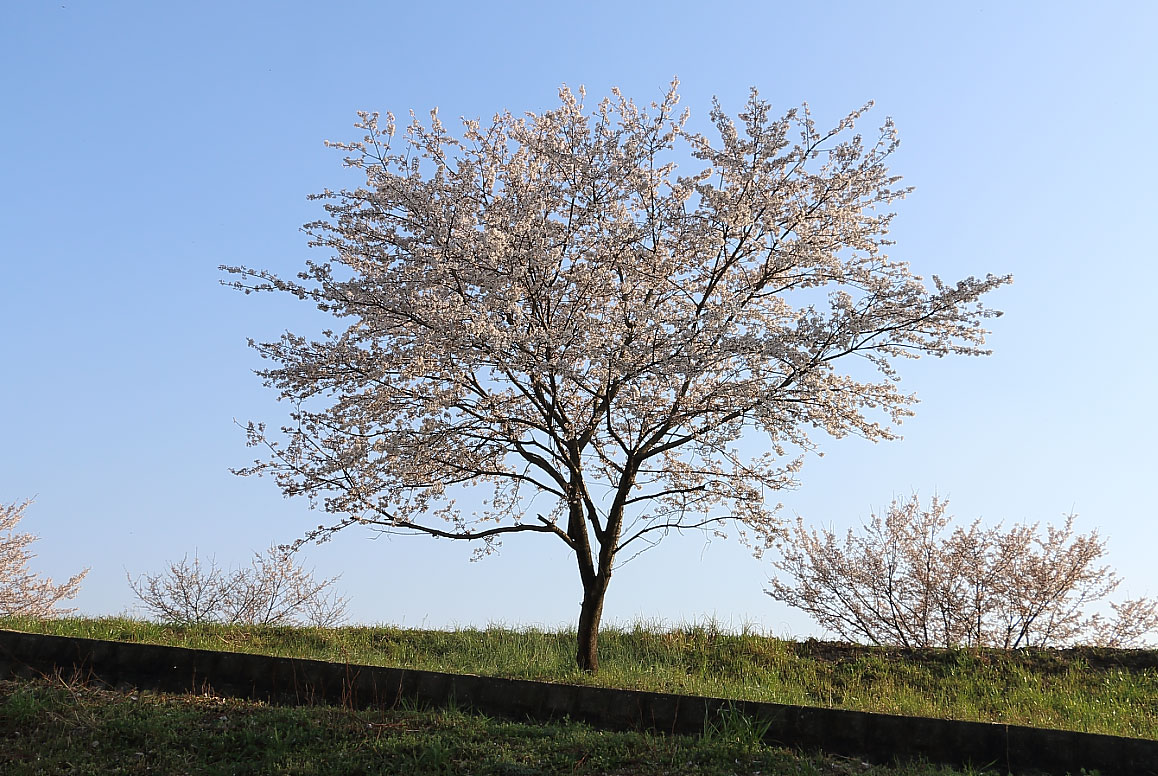 青空と桜の木