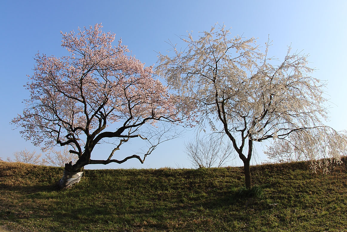 堤防に咲く2本の桜の木