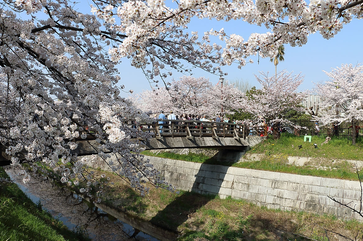 鼎小橋と桜