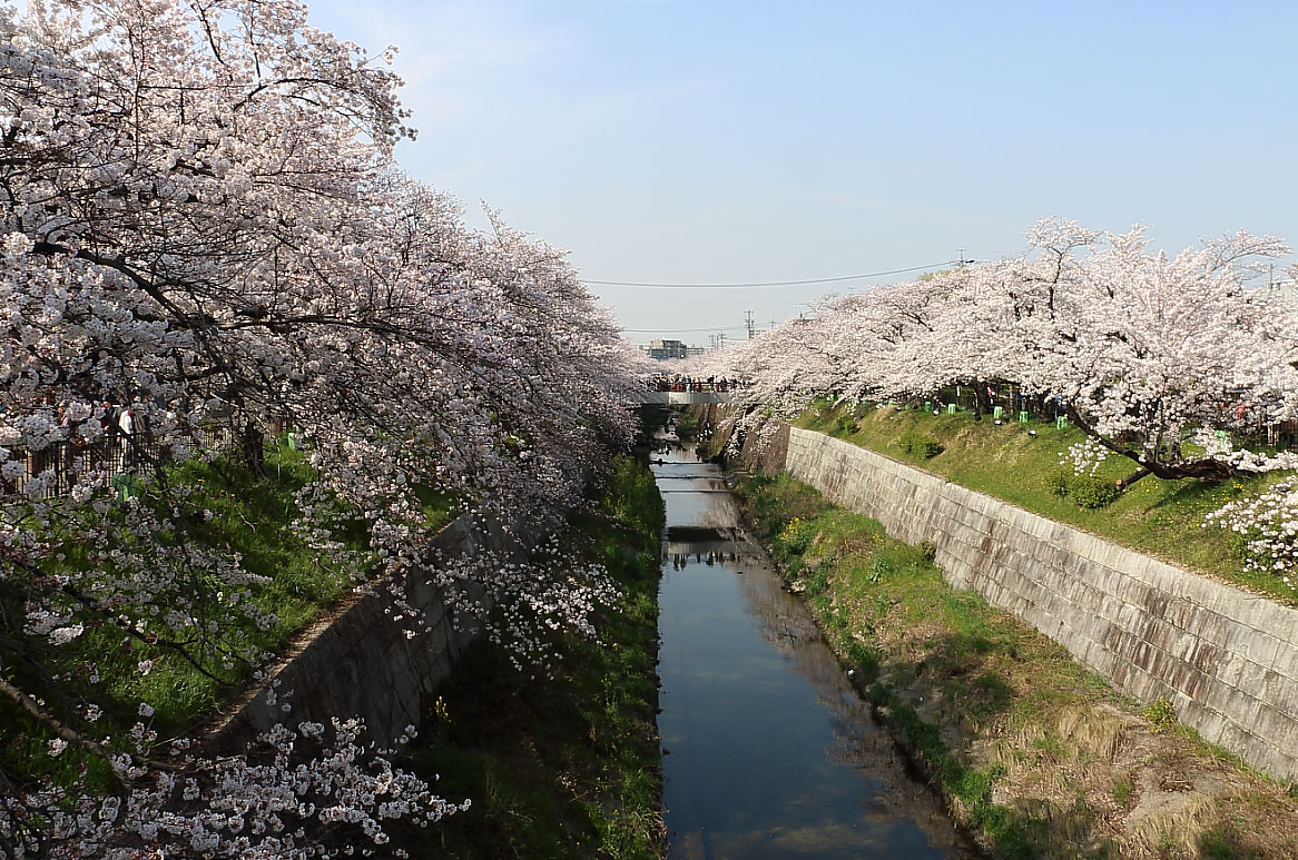 鼎小橋から撮影した山崎川と桜