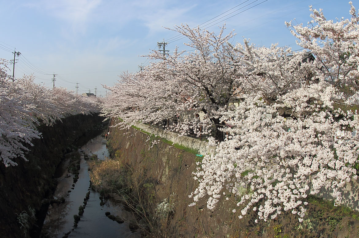 石川大橋からの桜（魚眼レンズ）