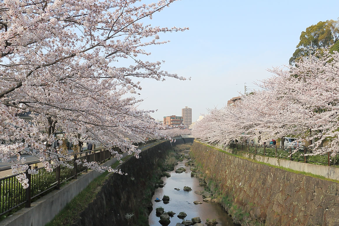 向田橋からの桜