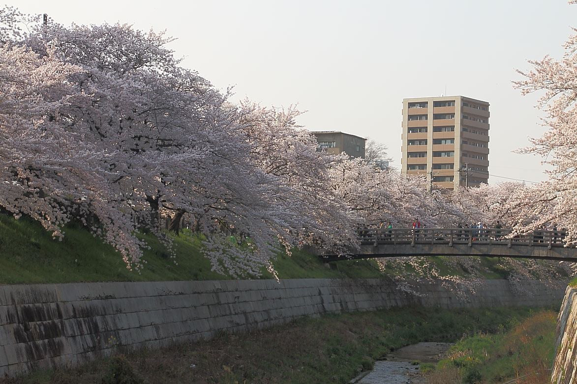 山崎川の河川敷から