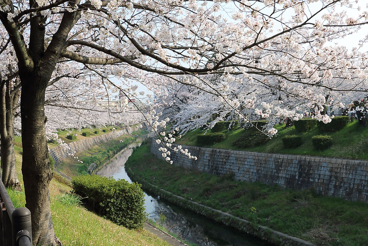 萩山橋からの桜