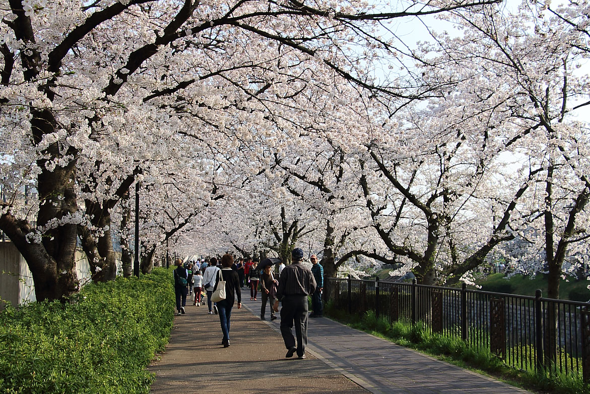 桜のトンネル