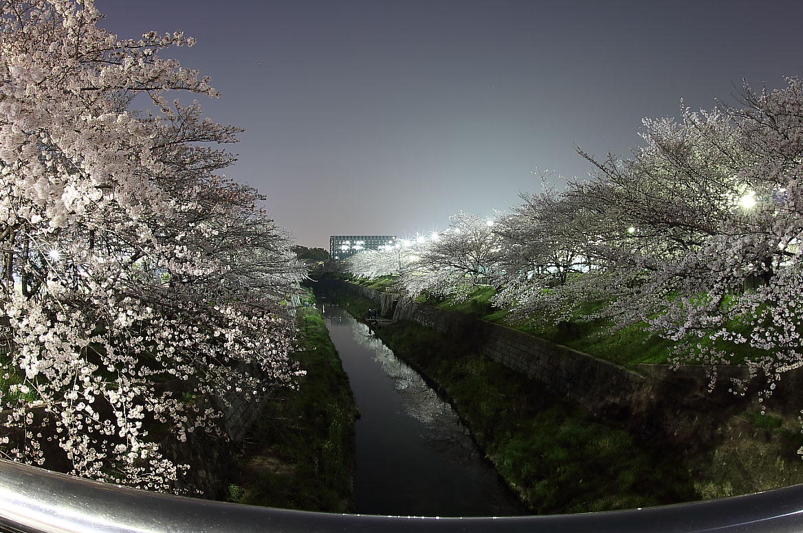 夜桜（左右田橋より）
