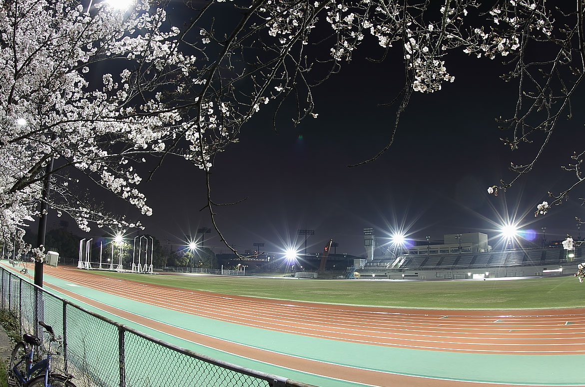 瑞穂陸上競技場と夜桜