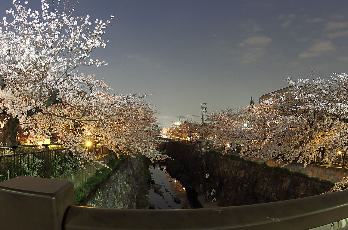 夜桜（かなえ小橋）