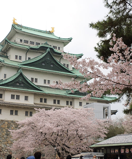 名古屋城（東側）と桜