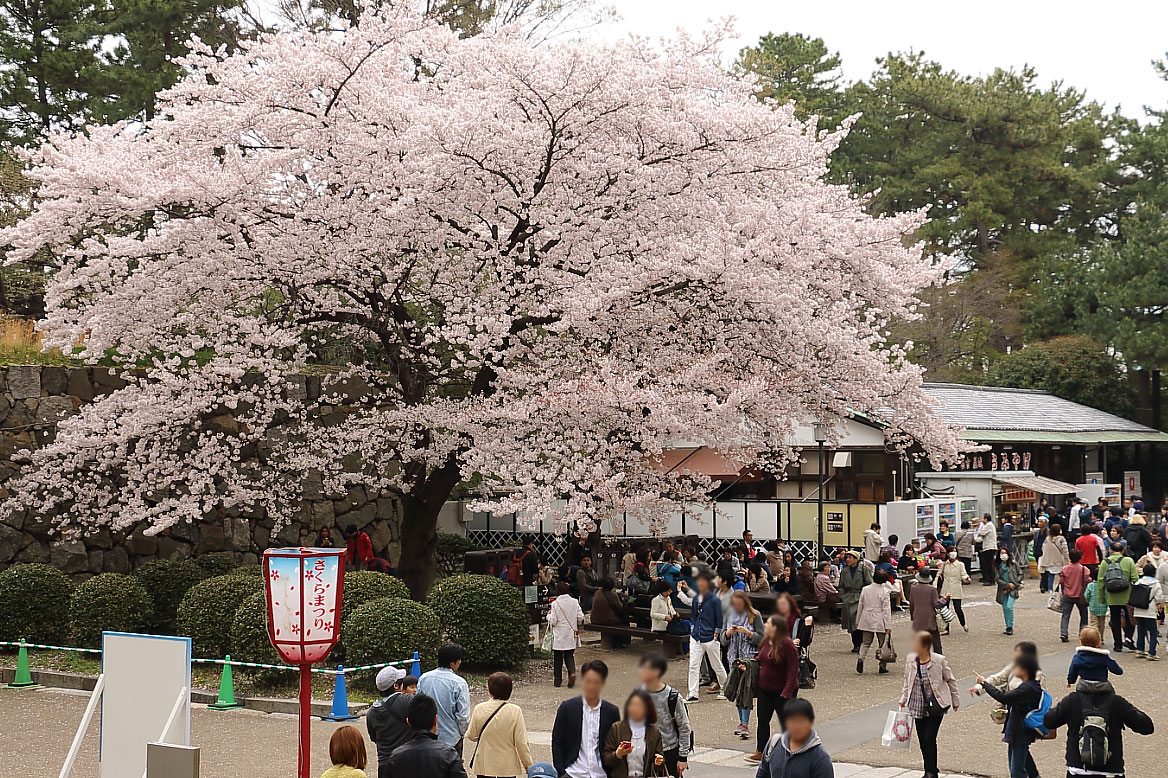 天守閣前の桜と売店