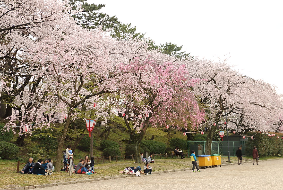 正門から表二之門付近まで続く桜並木