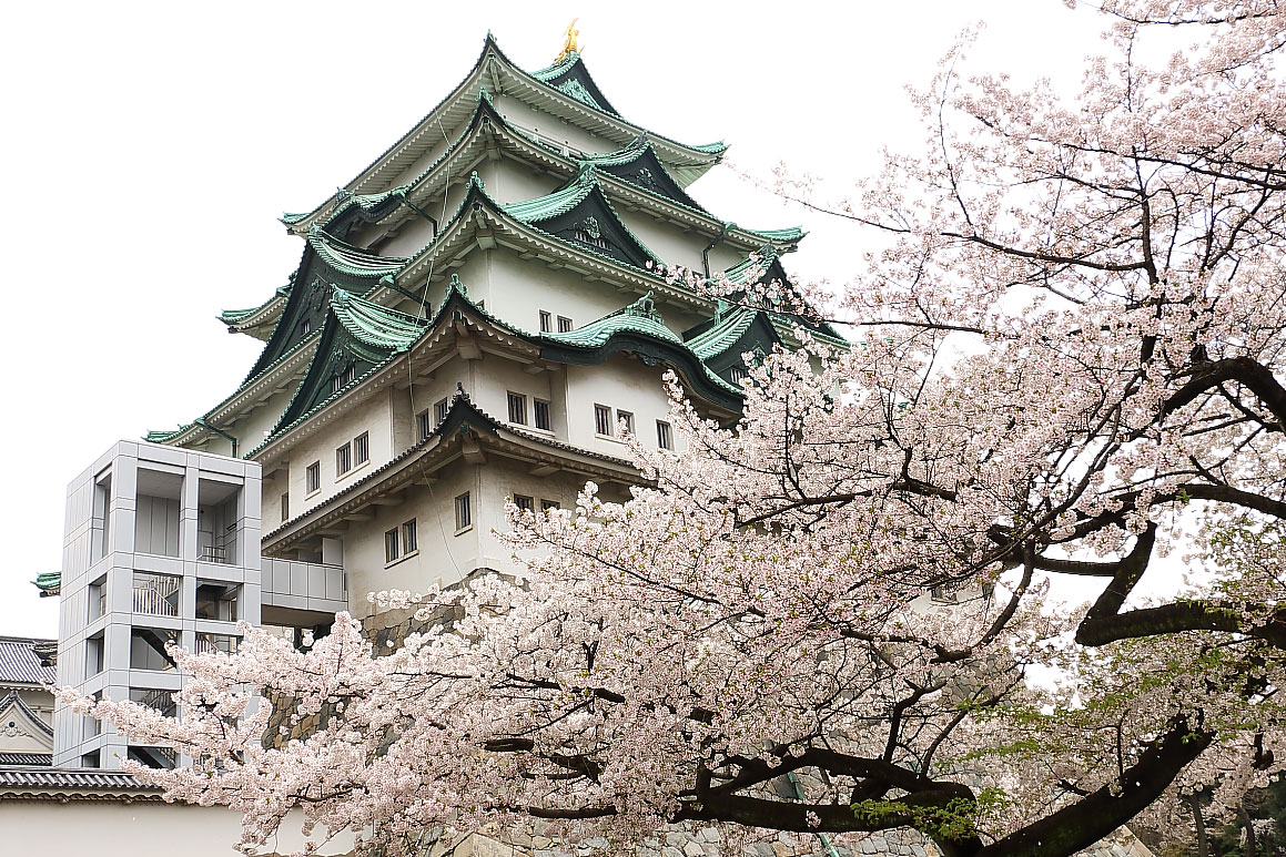 名古屋城（北側）と桜