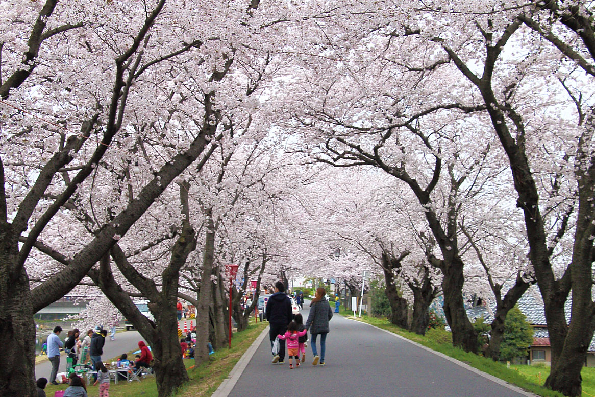 桜のトンネル