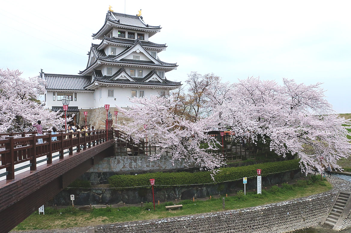 一夜城と桜