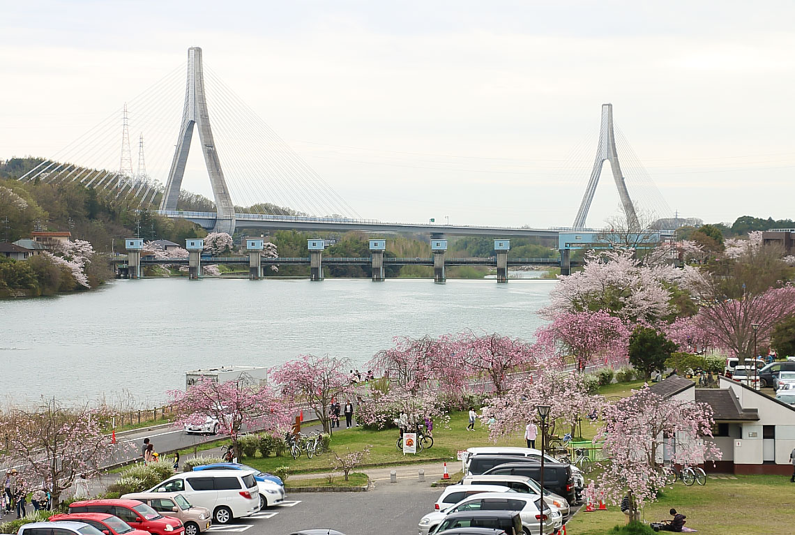 水源緑地公園の桜と伊勢湾岸自動車道