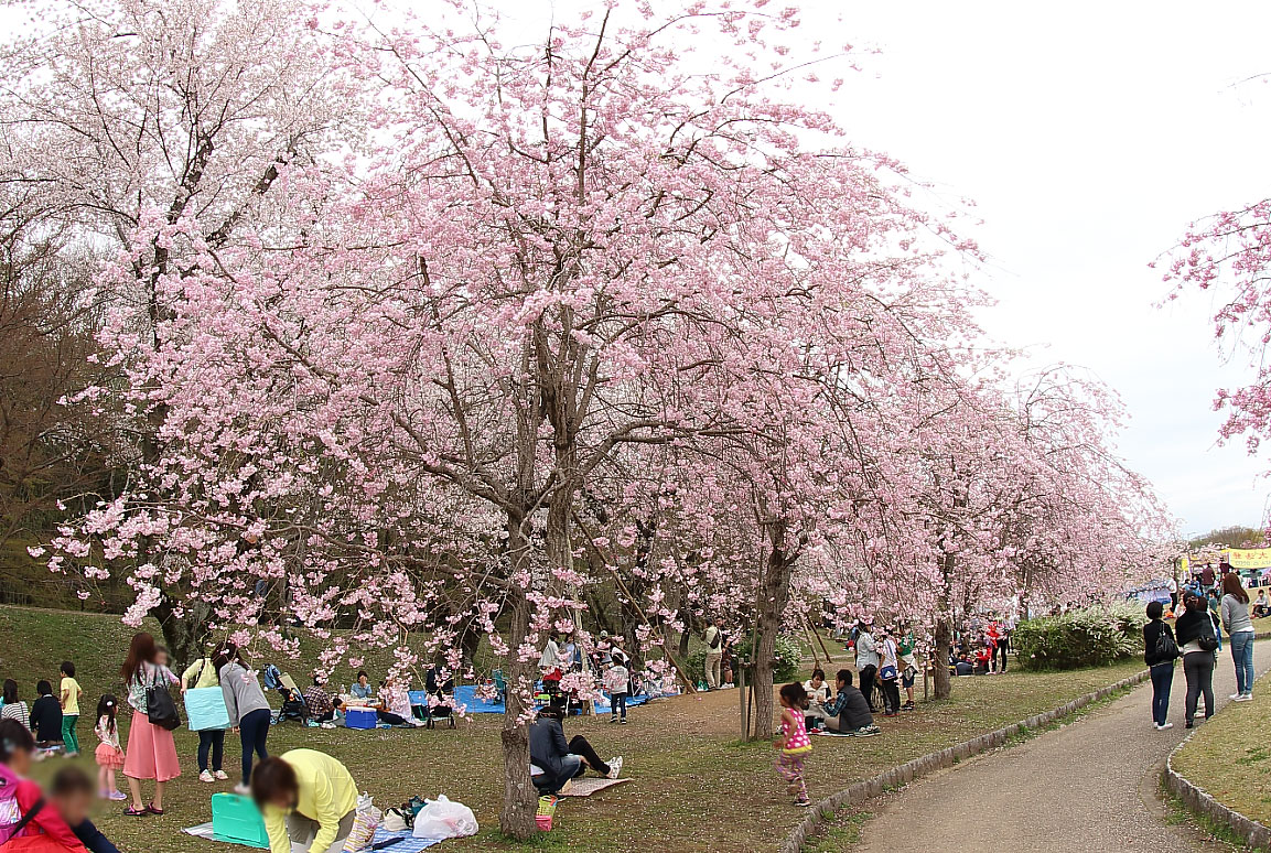 桜と花見客