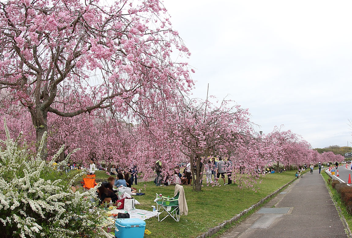 枝垂れ桜