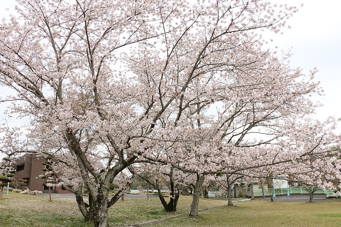 桜