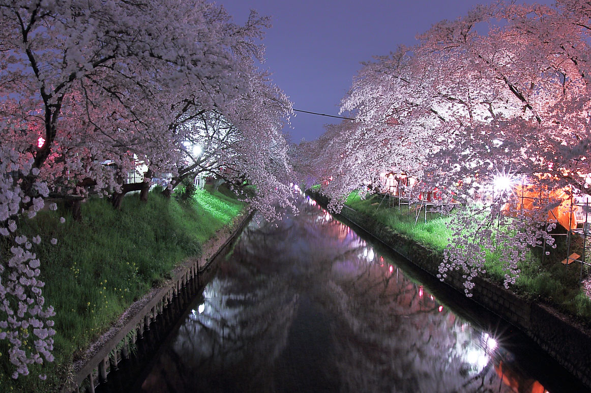 五条川の夜桜
