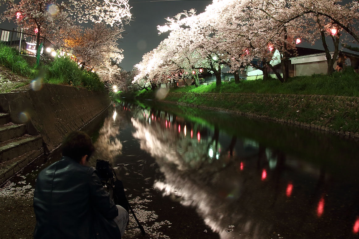 五条川とライトアップされた桜