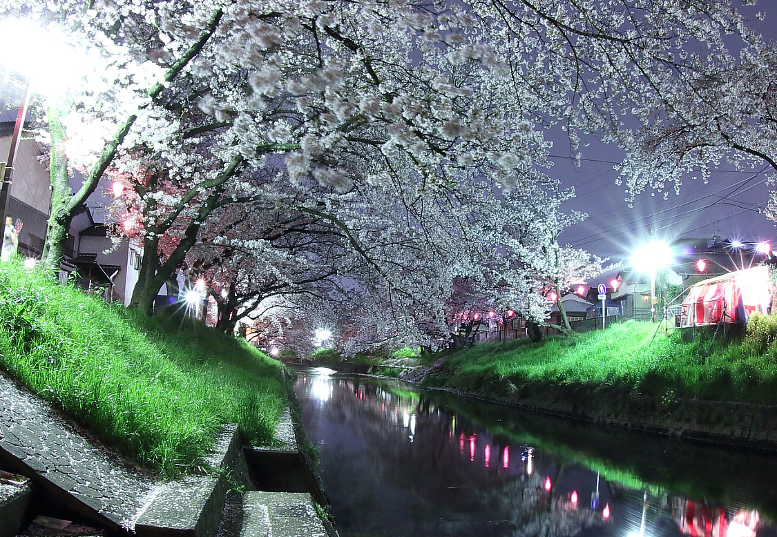 夜桜と露店の明かり