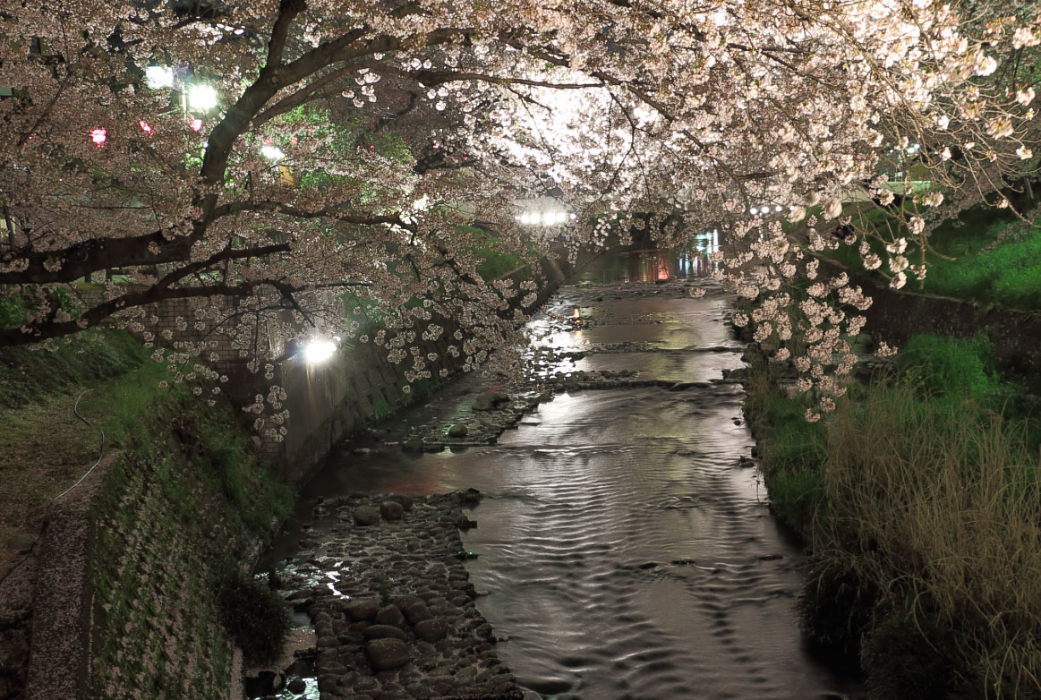 五条川をまたぐ桜のトンネル
