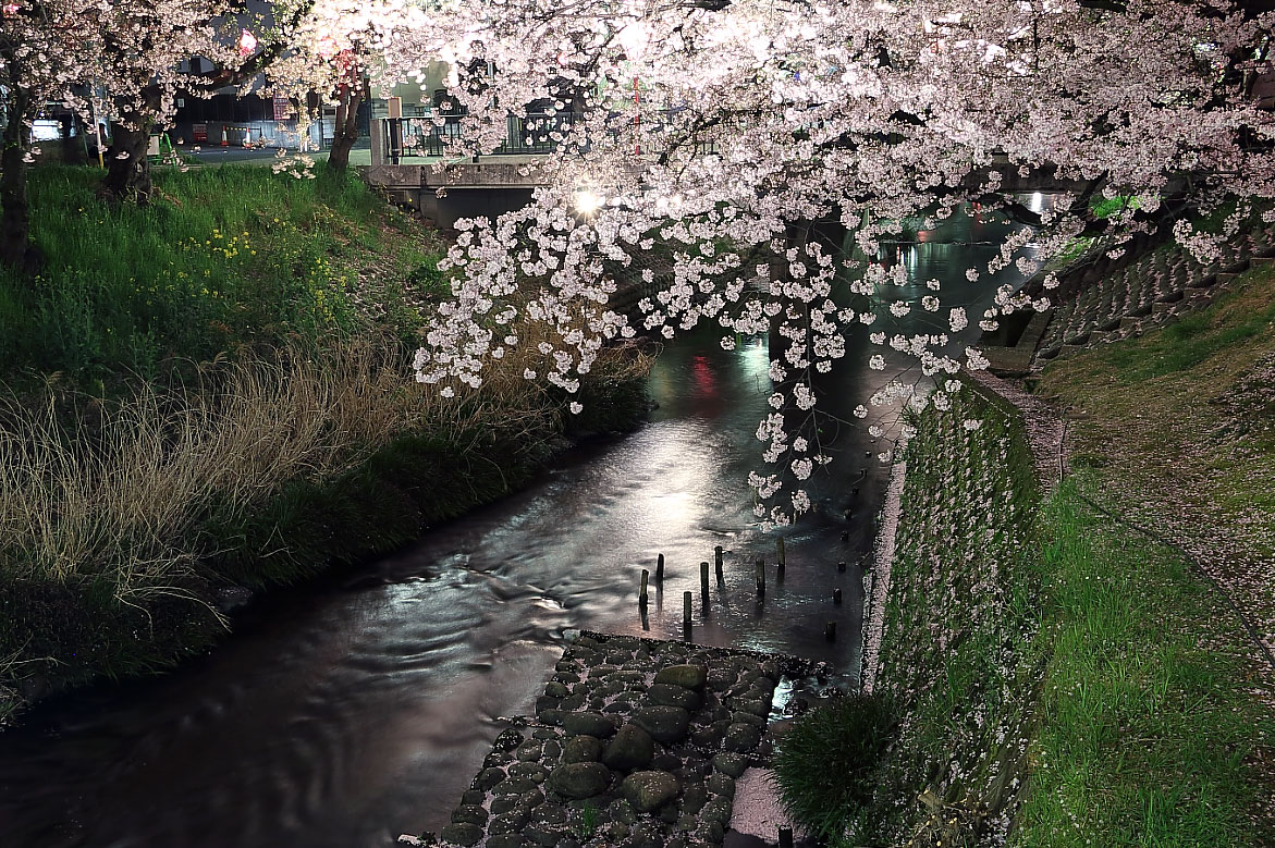 ライトアップされた桜と五条川