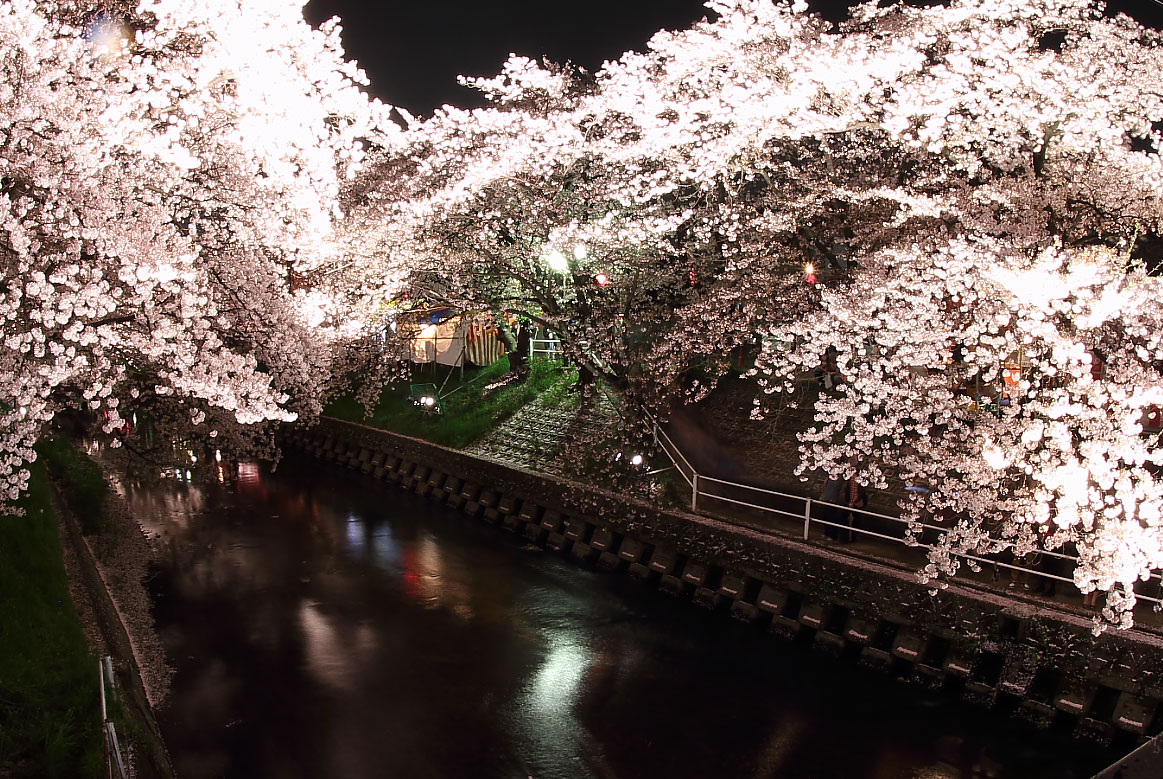 五条川と桜・夜間ライトアップ