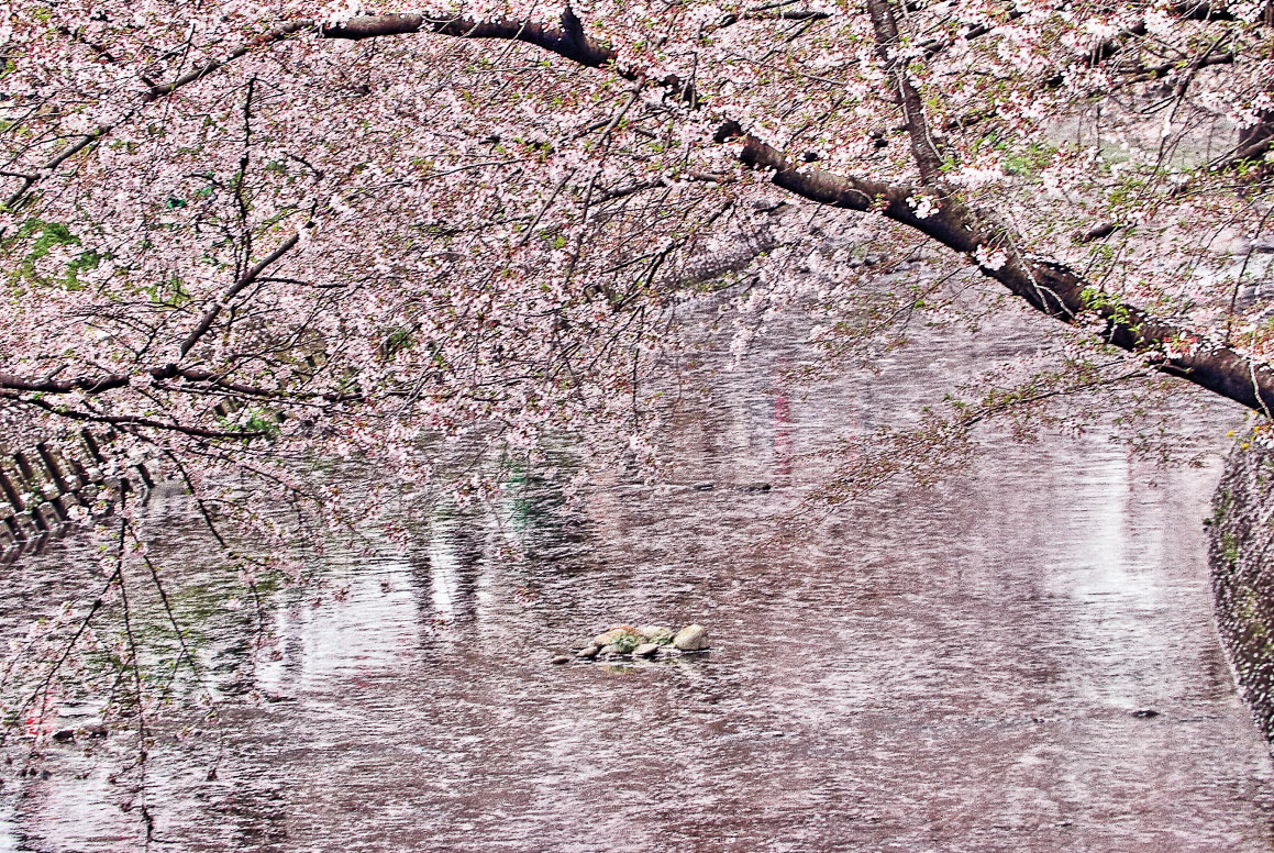 五条川を埋め尽くす桜の花びら（一豊橋）