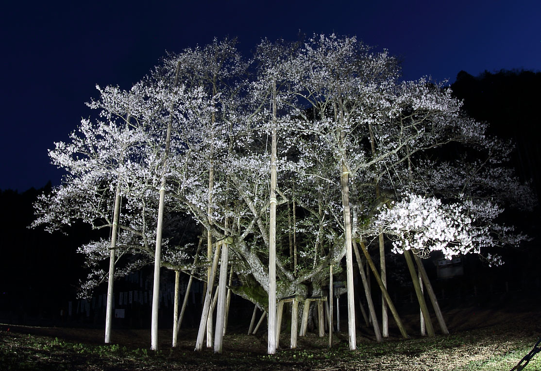 ライトアップされた淡墨桜